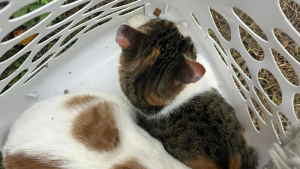 Illustration : Un panier à linge jeté au milieu de nulle part contenait en réalité 2 chats 