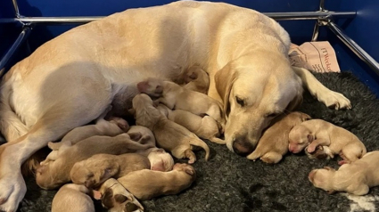 Illustration : Tendre record pour cette chienne guide qui donne naissance à 13 adorables chiots