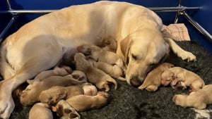 Illustration : Tendre record pour cette chienne guide qui donne naissance à 13 adorables chiots