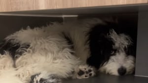 Illustration : Son chien prend peur et se cache dès qu’elle cuisine à cause d’un incident vieux d’un an (vidéo)