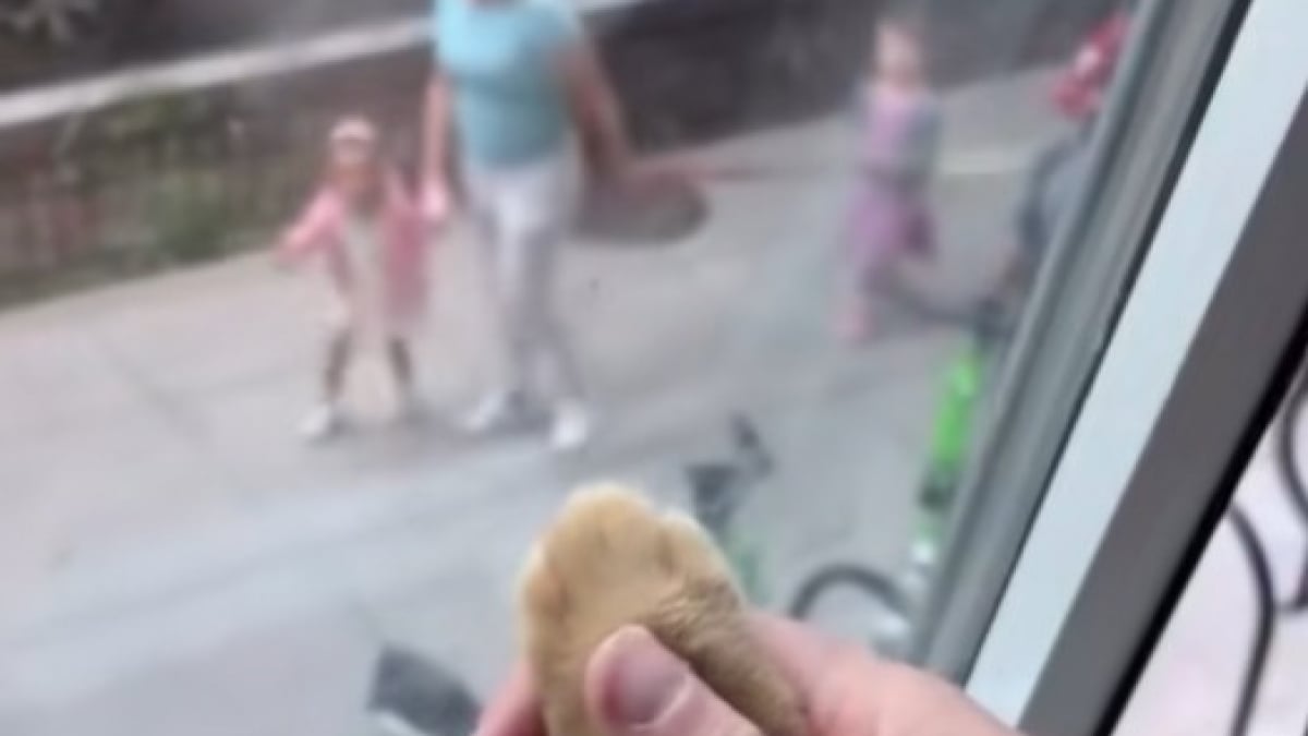 Illustration : "Un chat et les enfants d’une garderie ont rendez-vous quotidiennement pour se dire bonjour (vidéo) "