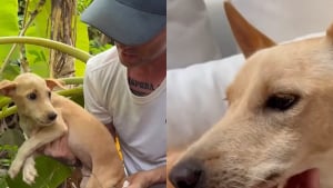 Illustration : « C’est une chienne très nerveuse, mais elle aime être prise dans les bras » amputée d’une patte, cette chienne renaît après avoir été chassée d’un chantier