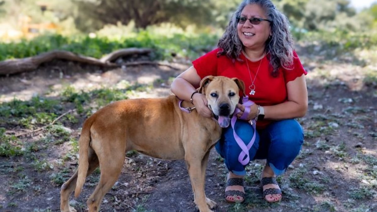 Illustration : "Disparue depuis 33 jours, cette chienne âgée et aveugle retrouve sa maîtresse grâce l’intelligence artificielle"