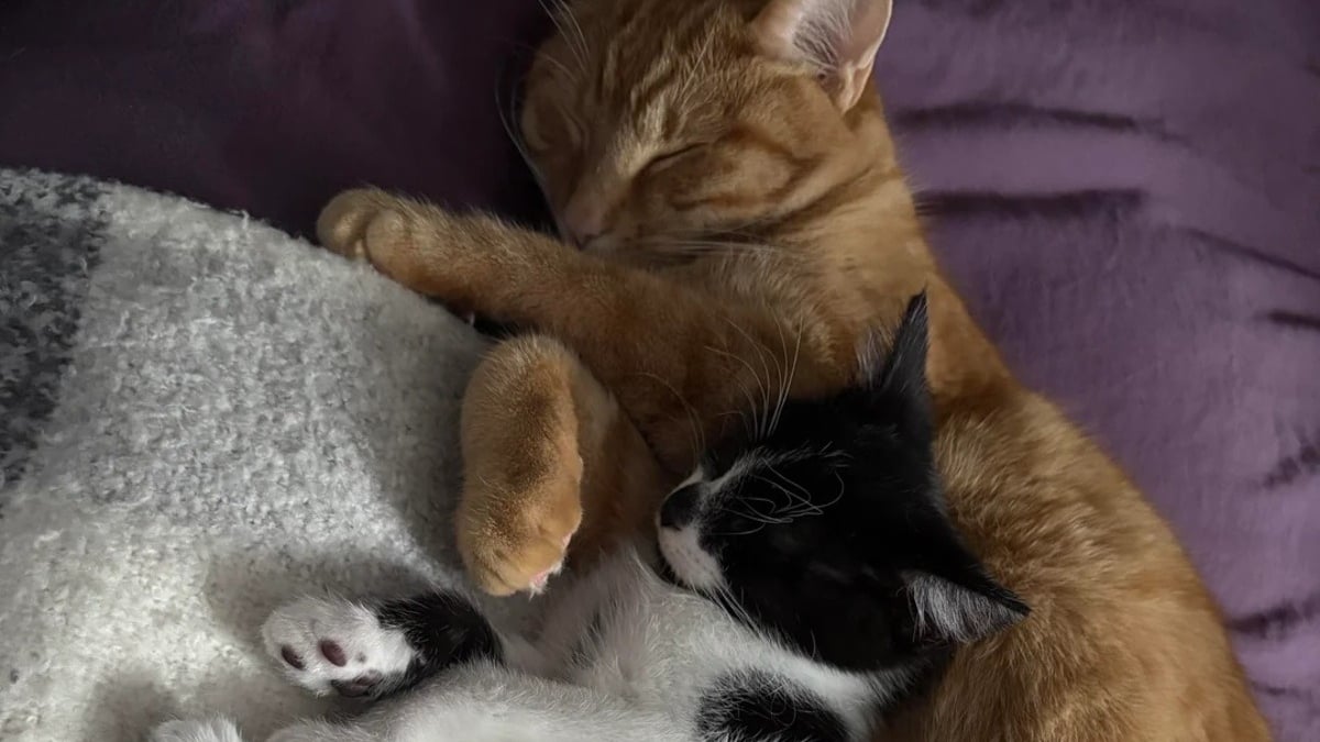 Illustration : "2 chats venant de se rencontrer dorment enlacés comme s’ils se connaissaient depuis toujours"