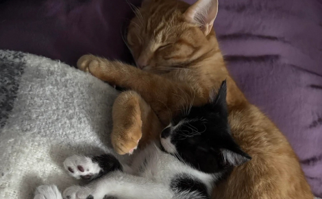 2 chats venant de se rencontrer dorment enlacés comme s’ils se connaissaient depuis toujours