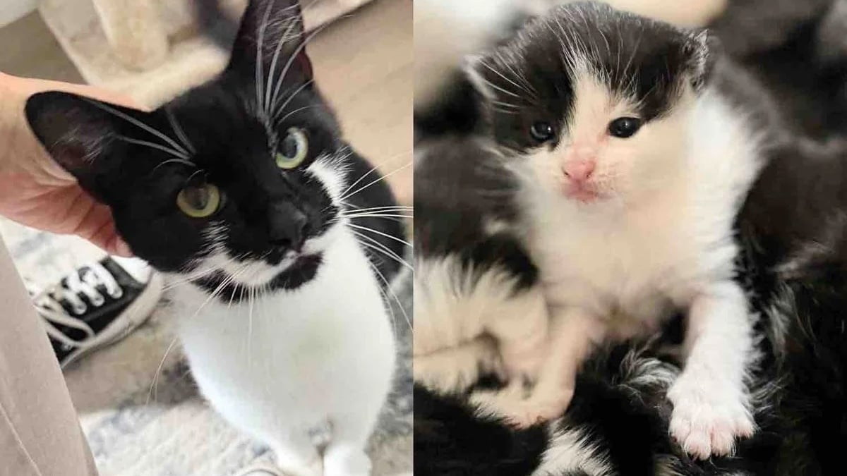 Illustration : "Échappant aux tentatives de secours depuis des mois, cette chatte errante et enceinte finit par accepter l’aide des humains (vidéo)"