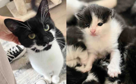 Échappant aux tentatives de secours depuis des mois, cette chatte errante et enceinte finit par accepter l’aide des humains (vidéo)