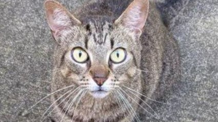 Illustration : Les habitants de ce quartier se sont réunis pour offrir une demeure de luxe à ce chat appréciant sa vie en extérieur 