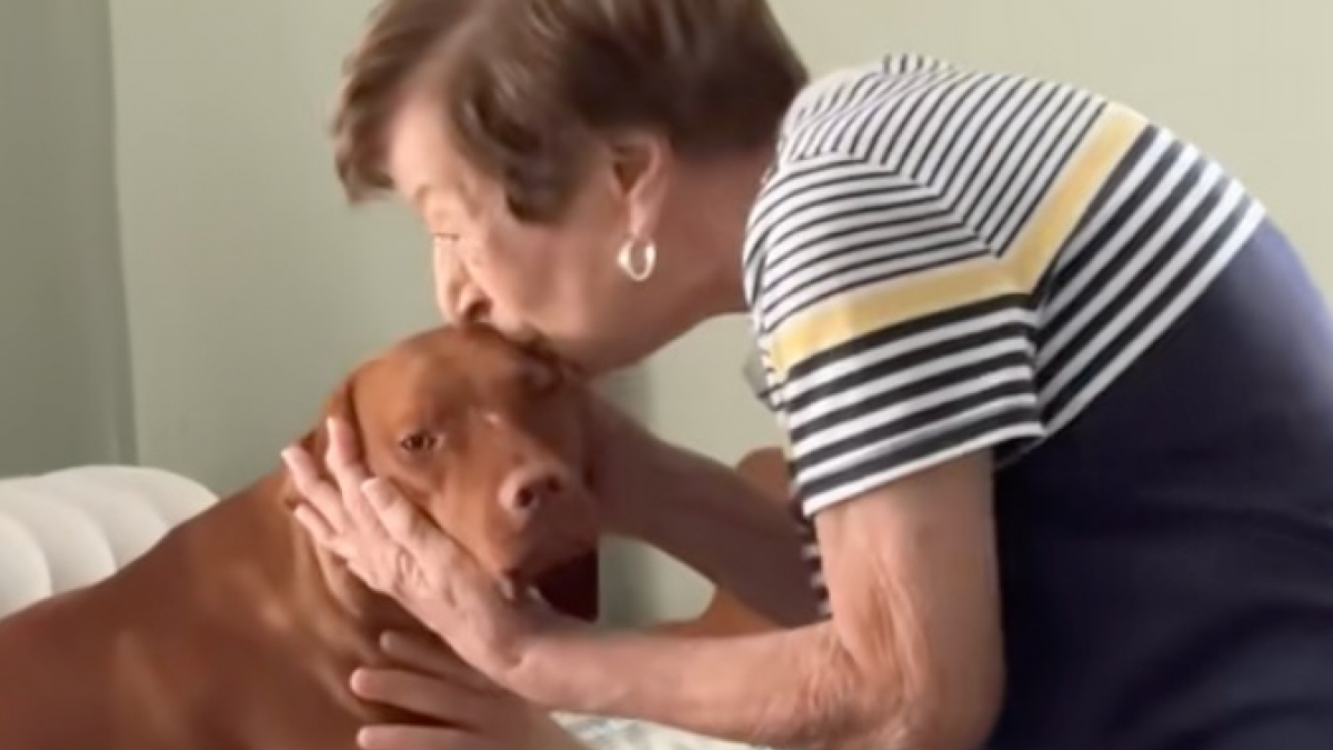 Illustration : "Une jeune femme compile en vidéo les moments de tendresse touchants entre sa grand-mère et son chien"