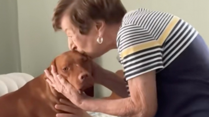 Illustration : Une jeune femme compile en vidéo les moments de tendresse touchants entre sa grand-mère et son chien