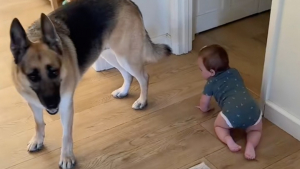 Illustration : Ces 2 Bergers Allemands assurent à merveille la sécurité de leur protégée, une petite fille ne sachant pas encore marcher (vidéo)