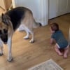 Illustration : Ces 2 Bergers Allemands assurent à merveille la sécurité de leur protégée, une petite fille ne sachant pas encore marcher (vidéo)