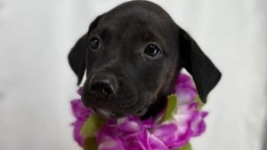 Illustration : Abandonnée dans un carton près d’une benne, cette petite chienne renaît auprès d’un vétéran et révèle un talent très recherché