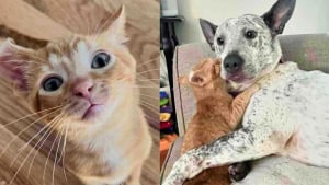 Illustration : Ce chaton à l’oreille ourlée est tellement heureux d’avoir rejoint un foyer qu’il se lie d’affection avec tous les animaux qu’il rencontre 