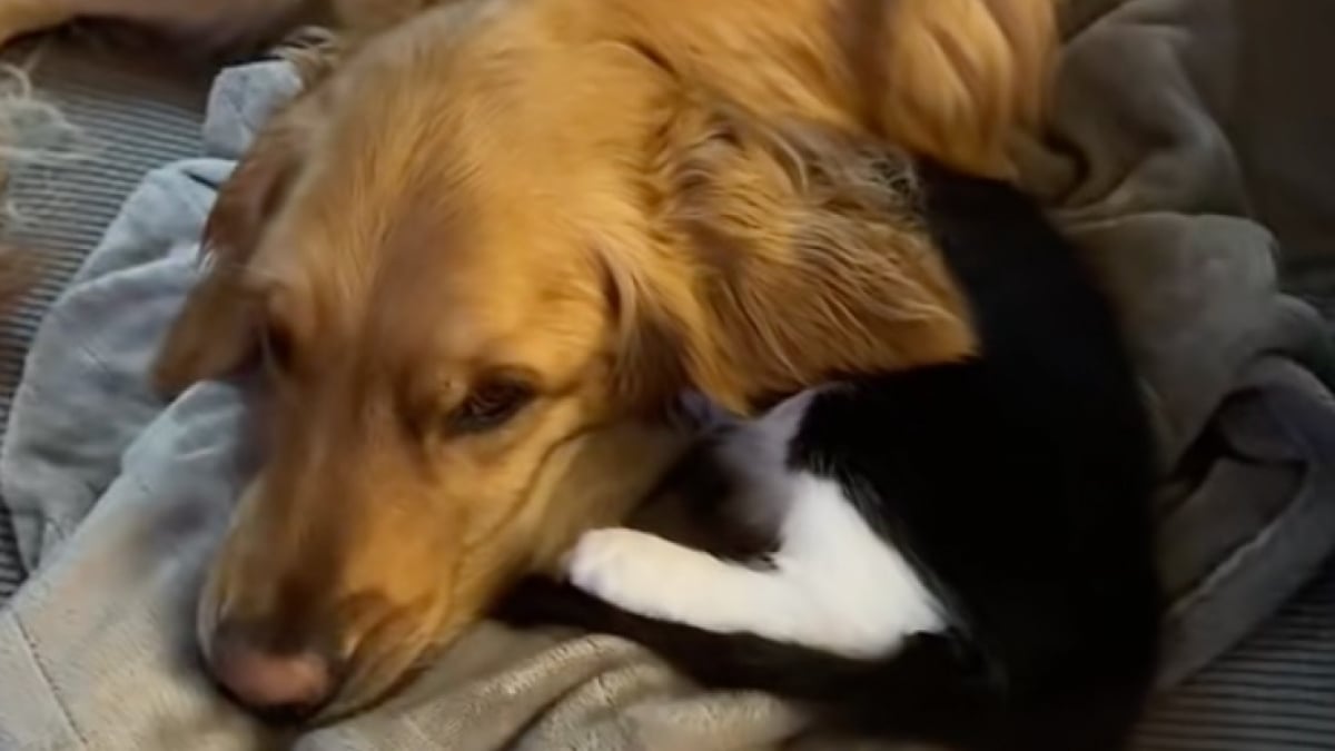 Illustration : "Ils craignaient que leurs animaux ne s’entendent pas et son étonnés lorsqu’ils les découvrent en train de dormir ensemble (vidéo)"