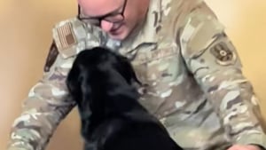 Illustration : Ce chien aveugle réserve un accueil d’une tendresse infinie à son papa tout juste rentré de mission (vidéo)