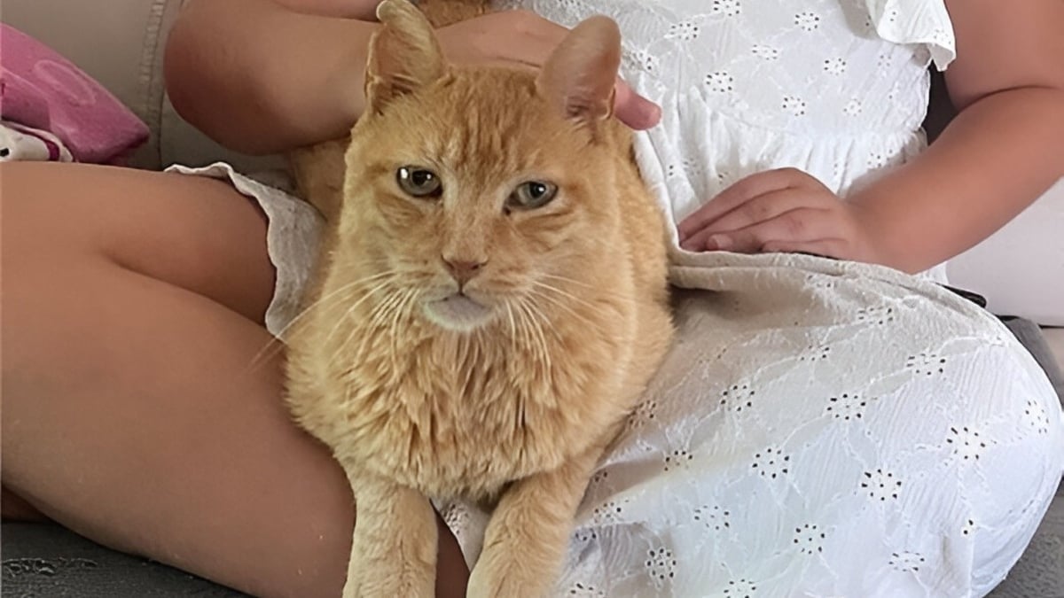 Illustration : "8 ans après la disparition de son chat, cette femme repère un visage familier sur le site d’un refuge et n’en croit pas ses yeux"