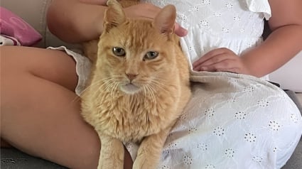 Illustration : 8 ans apr&egrave;s la disparition de son chat, cette femme rep&egrave;re un visage familier sur le site d&rsquo;un refuge et n&rsquo;en croit pas ses yeux