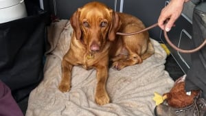 Illustration : "Disparue depuis deux jours, une chienne grièvement blessée doit la vie à des écureuils au comportement inhabituel"