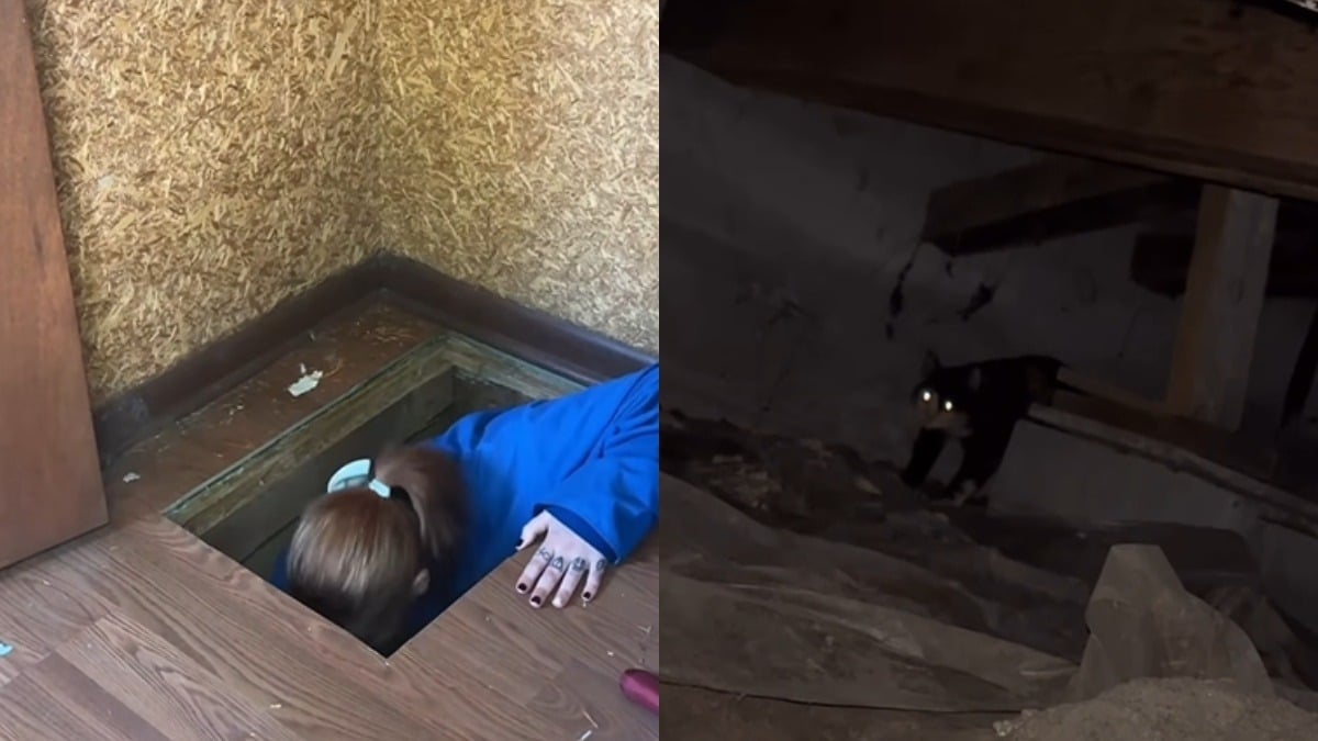 Illustration : "Un simple mot laissé sur la porte d'une maison vide permet à des agents immobiliers de sauver une famille de chats"