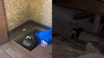 Illustration : Un simple mot laissé sur la porte d'une maison vide permet à des agents immobiliers de sauver une famille de chats