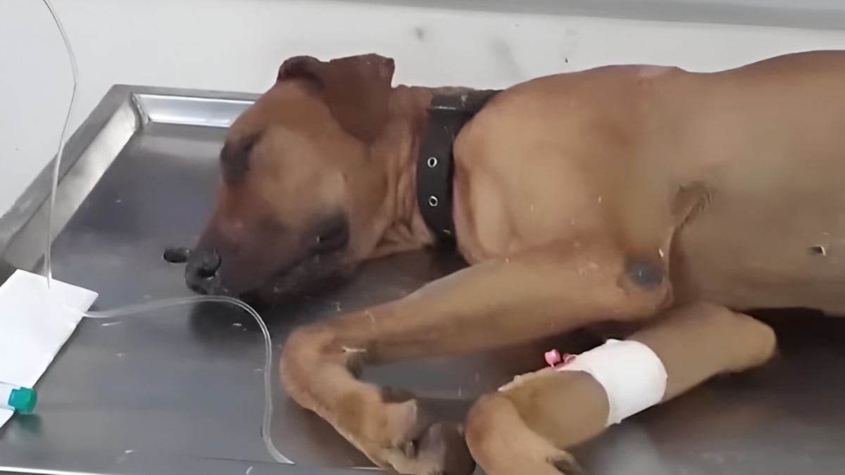 Illustration : "Un chien courageux met sa propre vie en péril pour sauver sa maîtresse d'un cobra"