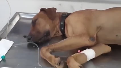 Illustration : Un chien courageux met sa propre vie en péril pour sauver sa maîtresse d'un cobra