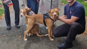 Illustration : 2 chiens provoquent un incendie à cause de leur gourmandise