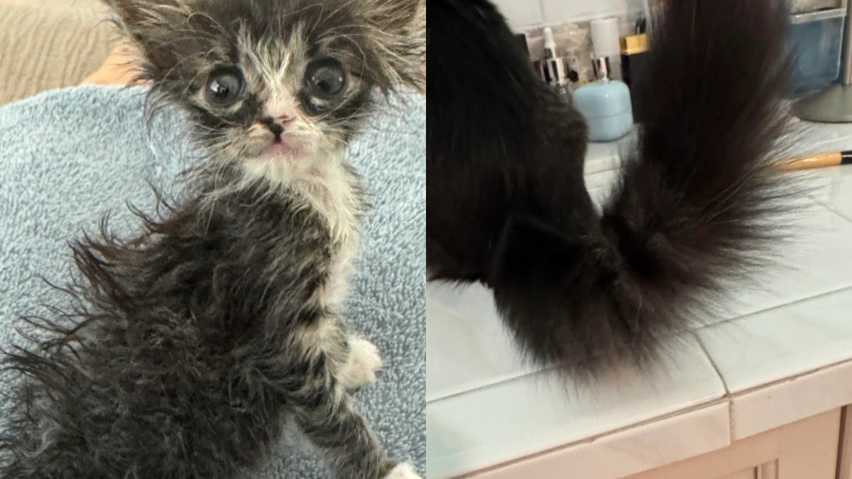 Illustration : "Un chaton à l'apparence de « Gremlin » devient méconnaissable quelques semaines après son sauvetage "