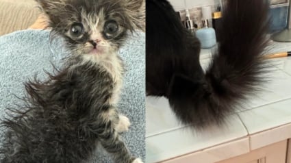 Illustration : Un chaton à l'apparence de « Gremlin » devient méconnaissable quelques semaines après son sauvetage 