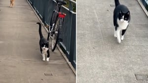 Illustration : "Le retour à la maison devient magique quand 2 chats accueillent leur humaine avec tant d’amour (vidéo)"