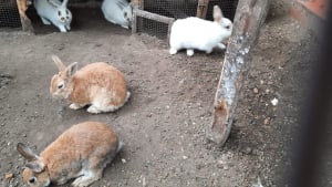 Illustration : "« Nous pensions que c’était une tâche impossible », mais ces sauveteurs ont réussi à récupérer 65 lapins échappés dans la nature"