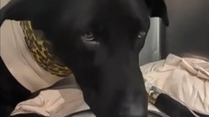 Illustration : Grièvement blessé, ce chien a été sauvé in extremis par une équipe vétérinaire qui a mis tous ses autres patients en pause