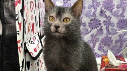 Illustration : « C'est un véritable showman et il adore se montrer », ce chat à l’apparence de loup-garou ne passe jamais inaperçu