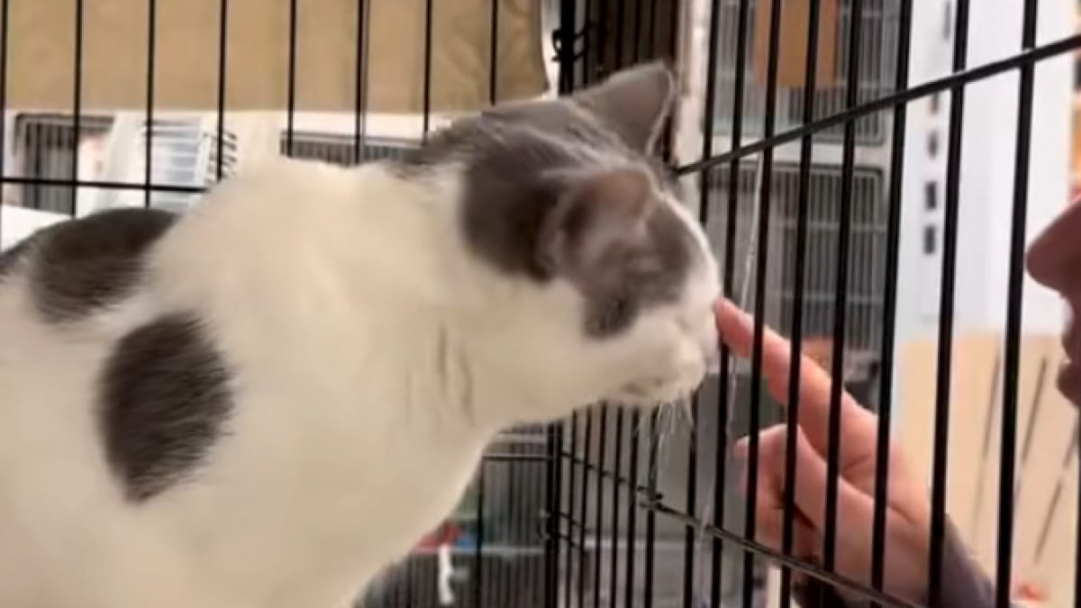 Illustration : "Après 5 mois d’attente et l’adoption de tous ses petits, cette chatte trouve enfin le bonheur auprès d’une famille aimante (vidéo)"