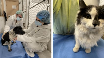 Illustration : Élevés dans des conditions épouvantables, 28 animaux sont finalement sauvés et pris en charge (vidéo)