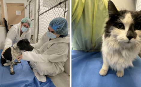 Élevés dans des conditions épouvantables, 28 animaux sont finalement sauvés et pris en charge (vidéo)