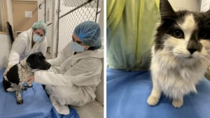 Illustration : Élevés dans des conditions épouvantables, 28 animaux sont finalement sauvés et pris en charge (vidéo)