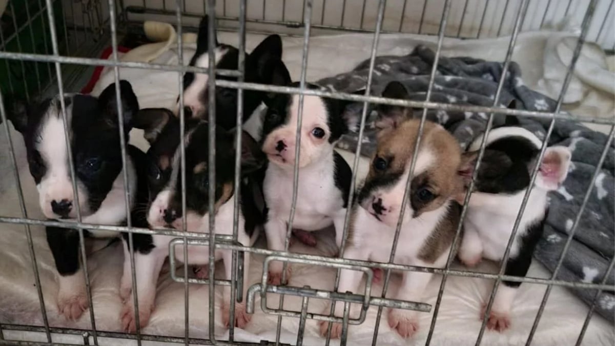 Illustration : "« Le logement était sale, rempli d’excréments avec une forte odeur d’urine », 2 bénévoles sauvent une famille de chiens d’un enfer domestique (vidéo)"