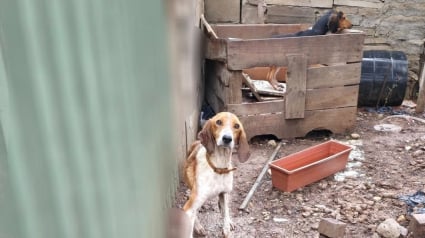 Illustration : "Détenus dans des conditions inadaptées", 7 chiens sont pris en charge par une association après le signalement d'un voisin