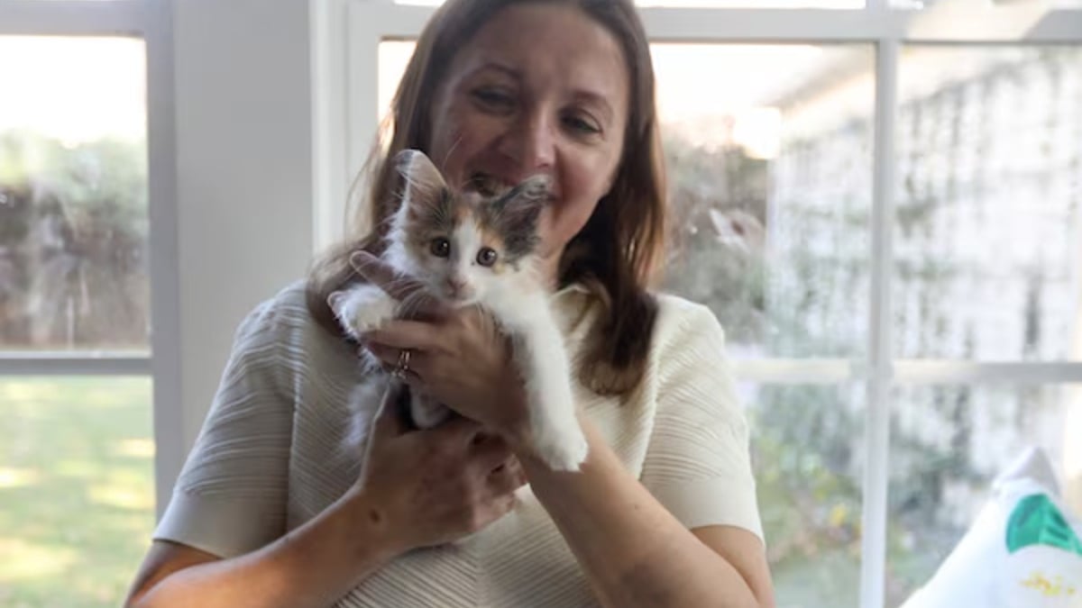 Illustration : "Des avocats transforment leur pause déjeuner en mission sauvetage pour un chaton coincé sous une voiture"
