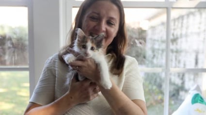 Illustration : Des avocats transforment leur pause déjeuner en mission sauvetage pour un chaton coincé sous une voiture