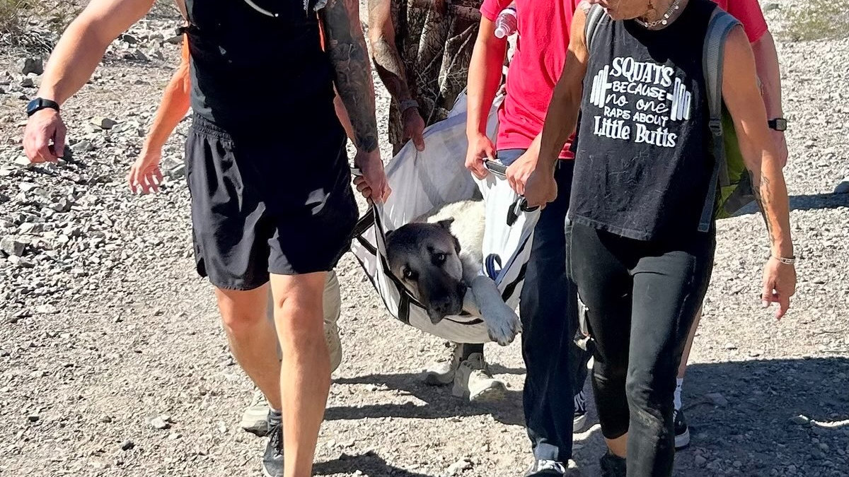 Illustration : "En pleine course en montagne, des sportifs interrompent leur épreuve pour sauver un chien à bout de forces"