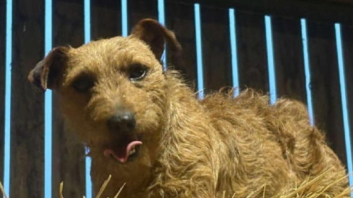 Illustration : "Sur une vidéo de surveillance, elle découvre que son chien a été enlevé et reçoit le soutien inattendu d’inconnus lors des recherches"