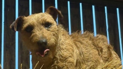 Illustration : Sur une vidéo de surveillance, elle découvre que son chien a été enlevé et reçoit le soutien inattendu d’inconnus lors des recherches