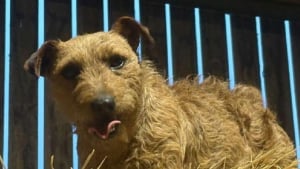 Illustration : Sur une vidéo de surveillance, elle découvre que son chien a été enlevé et reçoit le soutien inattendu d’inconnus lors des recherches