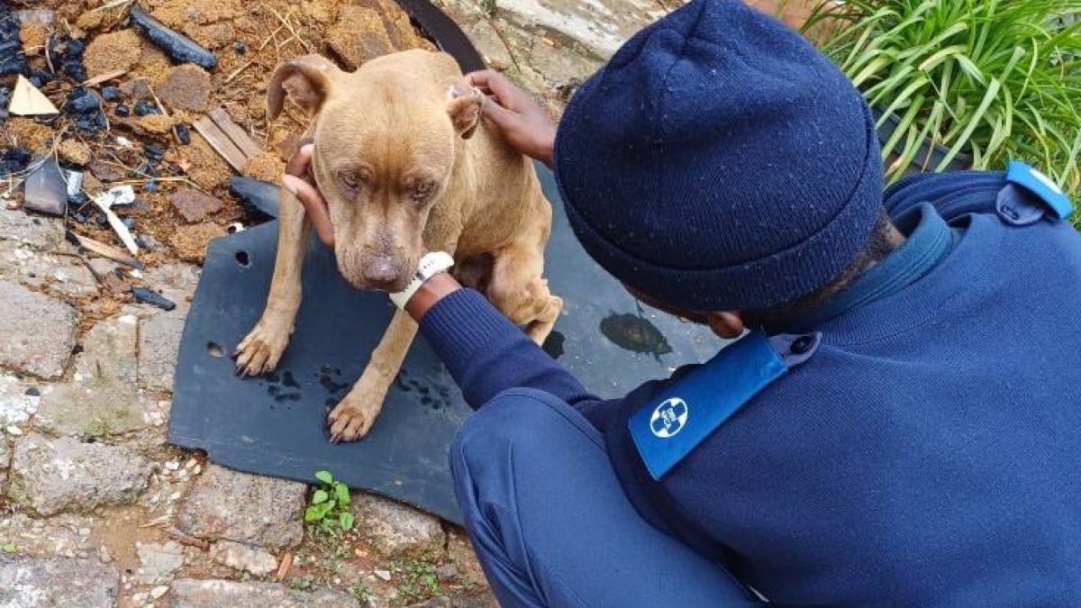 Illustration : "Un chien loyal jusqu’au bout ne laisse personne approcher du corps de son propriétaire décédé"