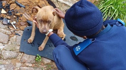 Illustration : Un chien loyal jusqu’au bout ne laisse personne approcher du corps de son propriétaire décédé