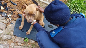 Illustration : Un chien loyal jusqu’au bout ne laisse personne approcher du corps de son propriétaire décédé