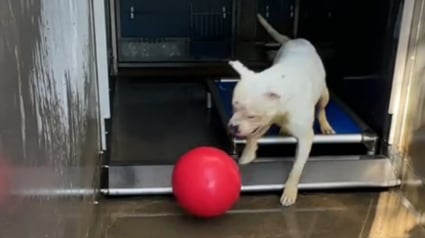 Illustration : Ce chien au cœur tendre mais rongé par la solitude ne rêve que de retrouver une famille pour jouer à la balle